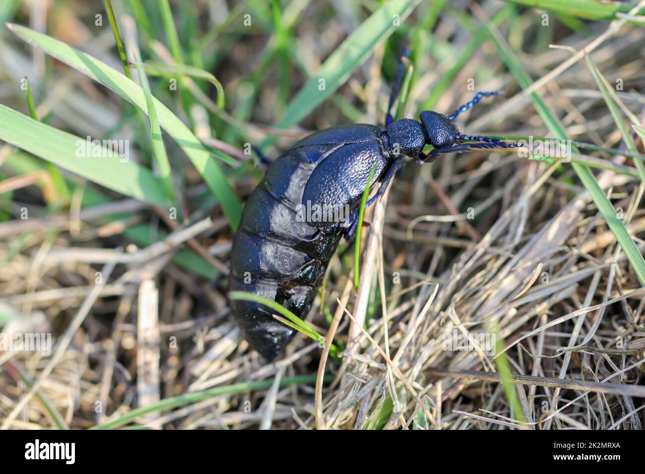 Porträt eines schwarz-blauen Ölkäfers. Diese Käfer sind giftig und geben eine giftige gelbe Substanz ab. Stockfoto