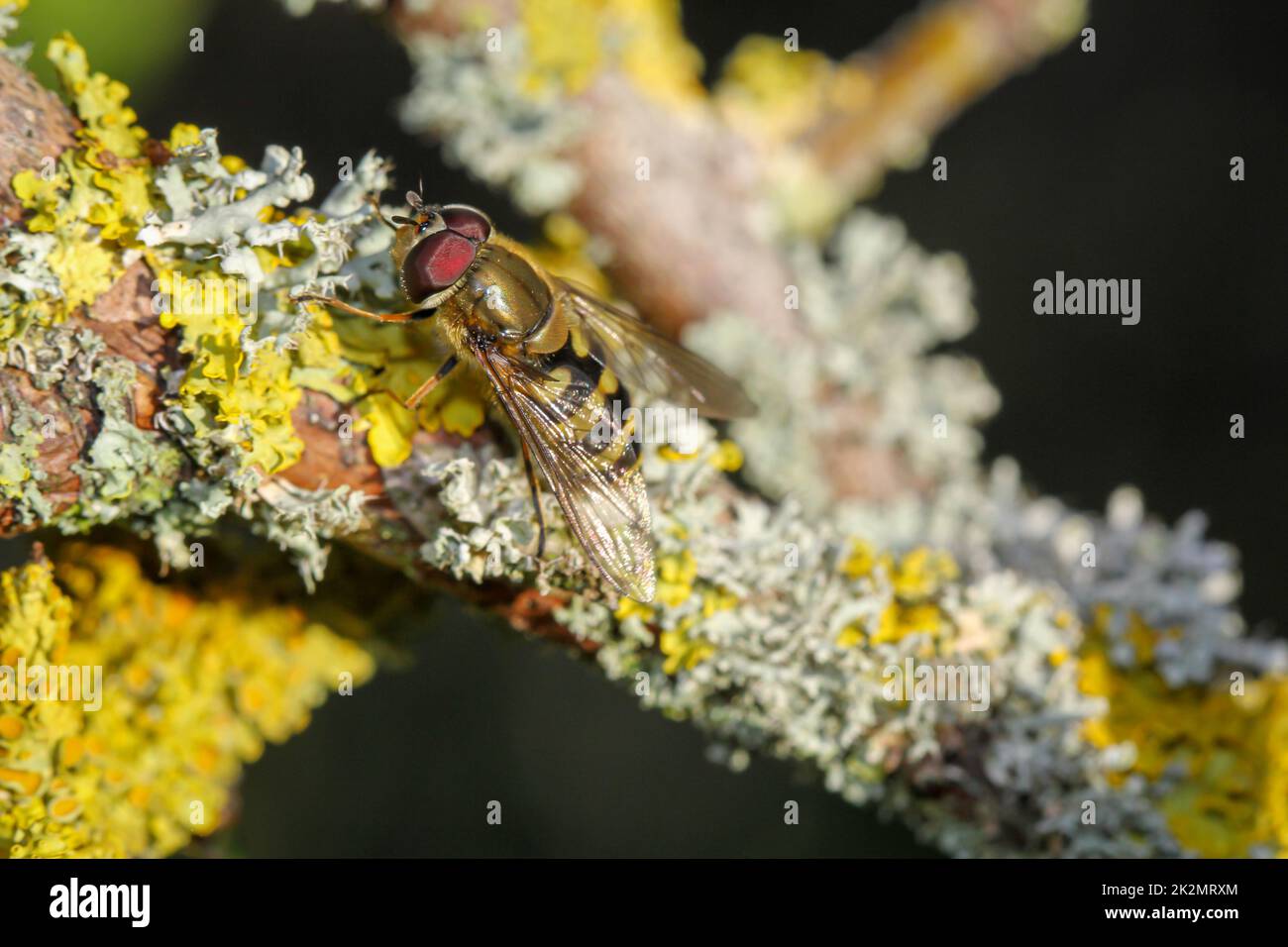 Ein Hoverfly auf einem Ast, der stark mit Flechten überwuchert ist. Stockfoto