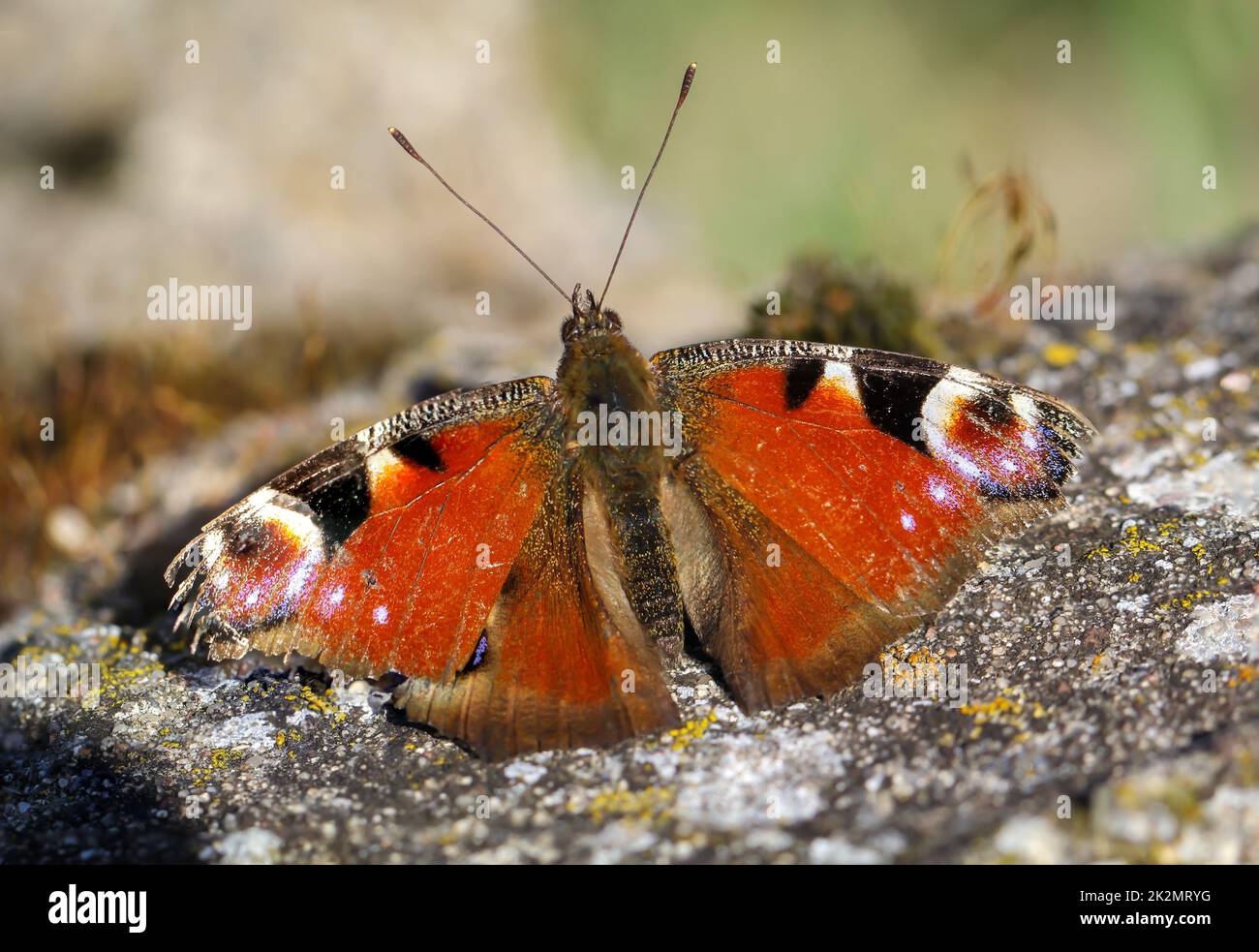 Nahaufnahme eines Pfauenschmetterlings. Wunderschöner Schmetterling Deutschlands. Stockfoto