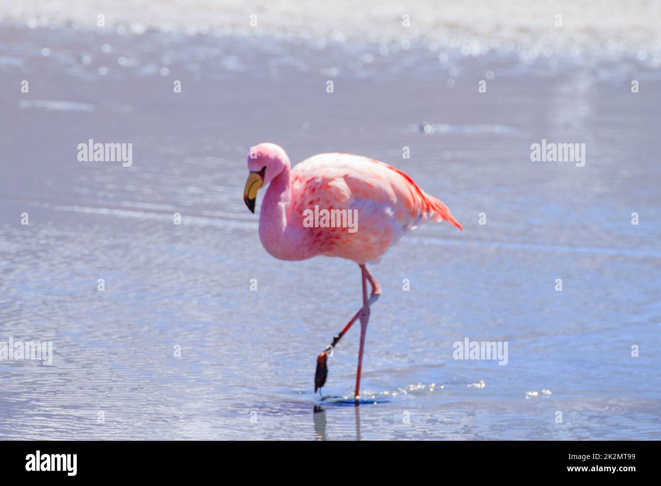 Laguna Hedionda Flamingos, Bolivien Stockfoto