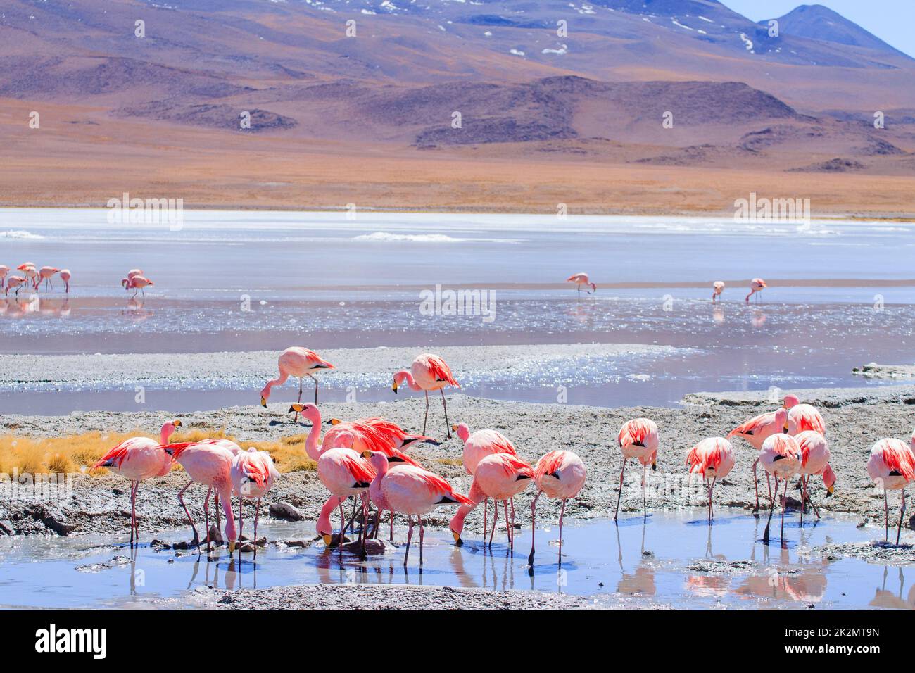 Laguna Hedionda Flamingos, Bolivien Stockfoto