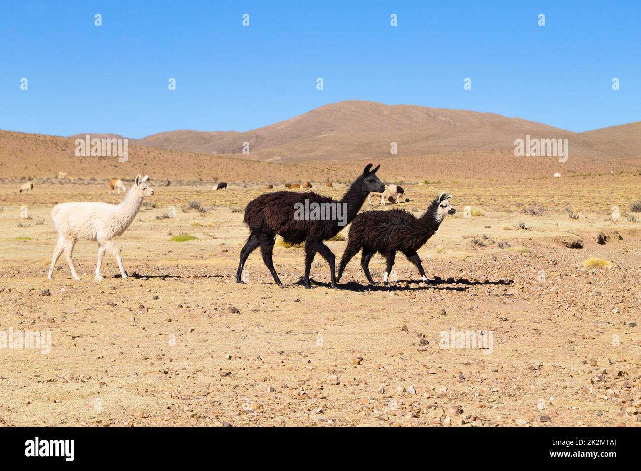 Bolivianische Lama-Zucht, Bolivien Stockfoto