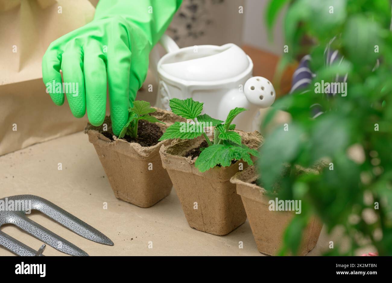 Frau in grünen Handschuhen wächst Pflanzen in Pappbechern. Pflanze wächst zu Hause Stockfoto