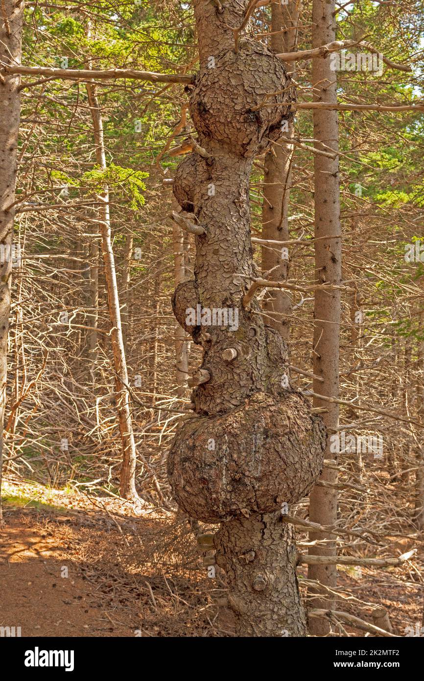 Mehrere Füllungen auf einem knorrigen Baum Stockfoto