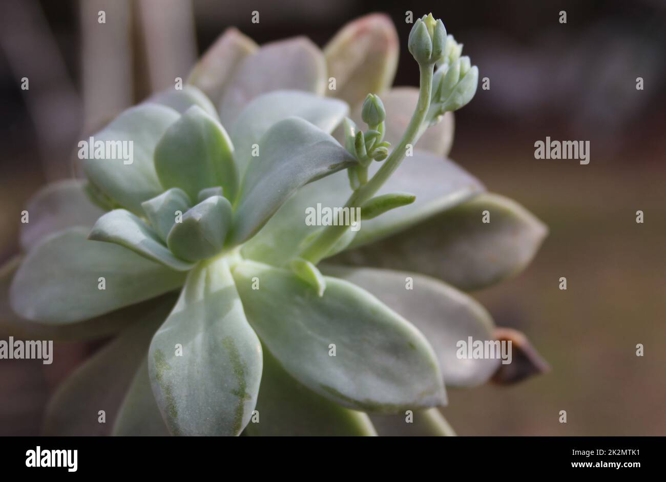 Hen and Chicks Hauspflanze Echeveria elegans mit Blumenblumen Stockfoto