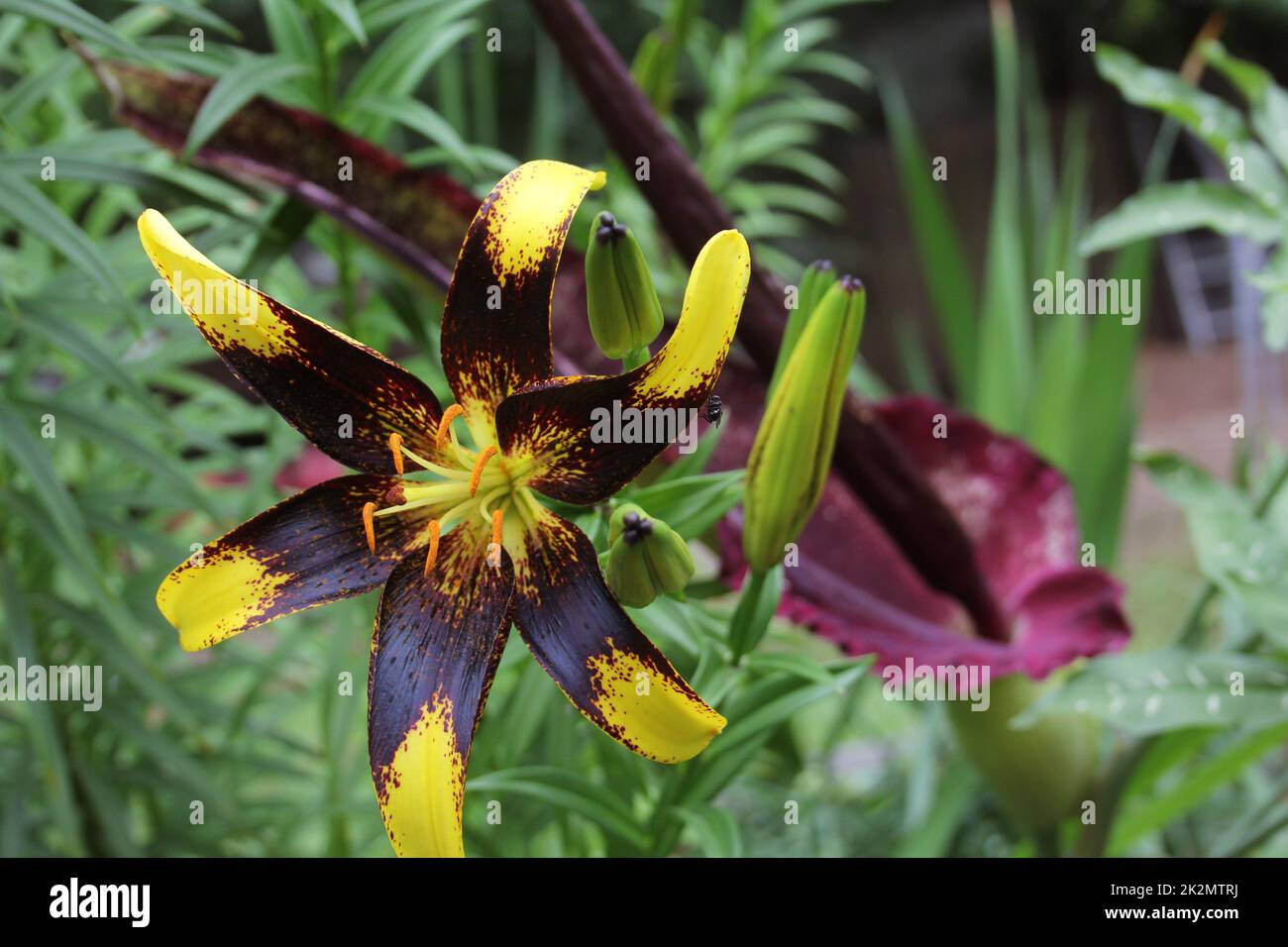Schwarz-Gelbe Lilie mit blühendem Drachenarum im Hintergrund Stockfoto
