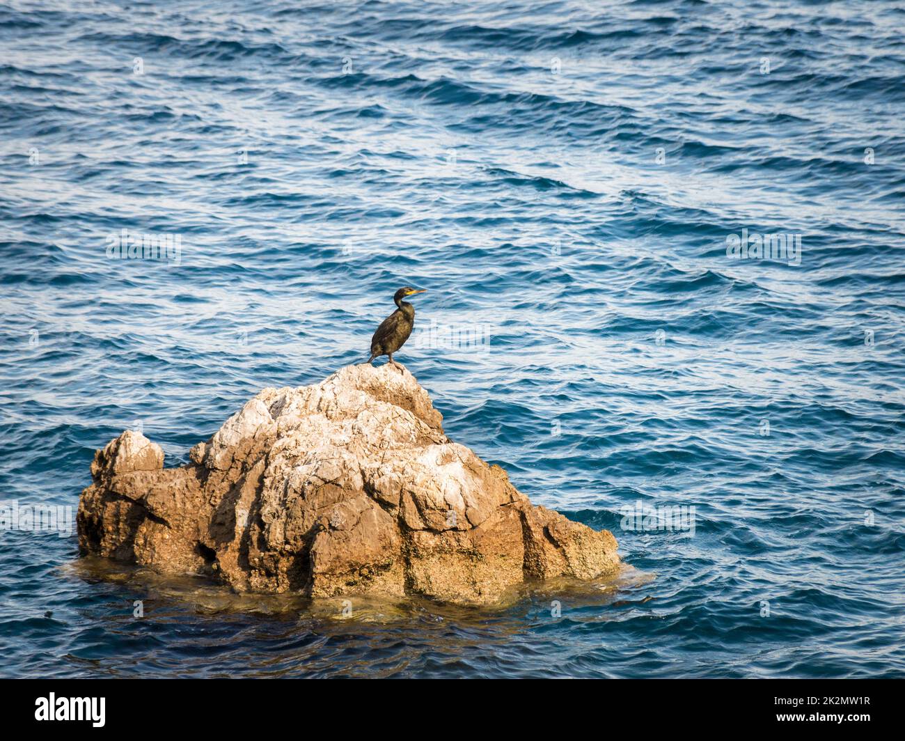 Ein Kormoran-Vogel auf einem felsigen Mittelmeer Stockfoto