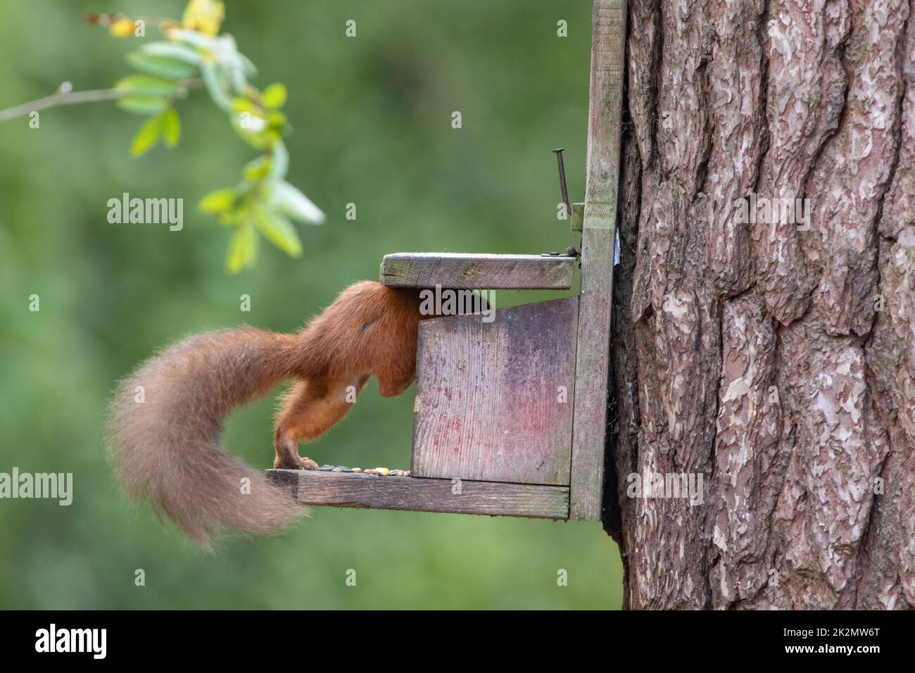 Red Squirrel, (Sciurus vulgaris), an der Futterdose, Carnie Woods, Westhill, Aberdeenshire, Schottland, Großbritannien Stockfoto