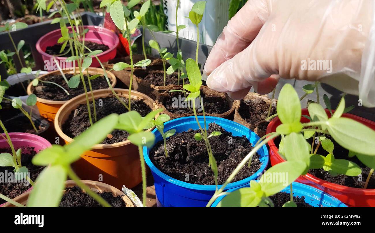 4K-Video, die Hände einer Agronomistin in Handschuhen, überprüfen die jungen Setzlinge von Zucchini, bevor sie in den Boden Pflanzen. Das Konzept gesunder Bio-Lebensmittel Stockfoto