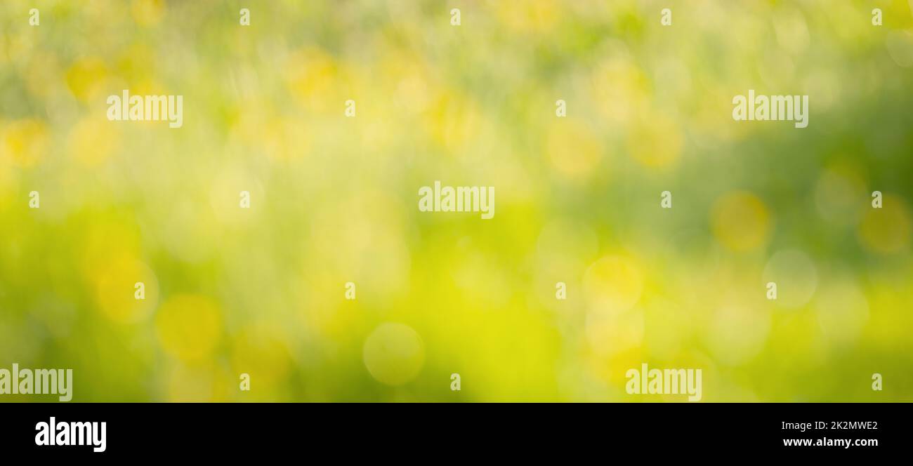 Weicher, verwischter gelb-grüner Hintergrund, Frühling- und Sommersaison, Pastellfarben, defokussierte abstrakte Textur, Grußkarte Stockfoto