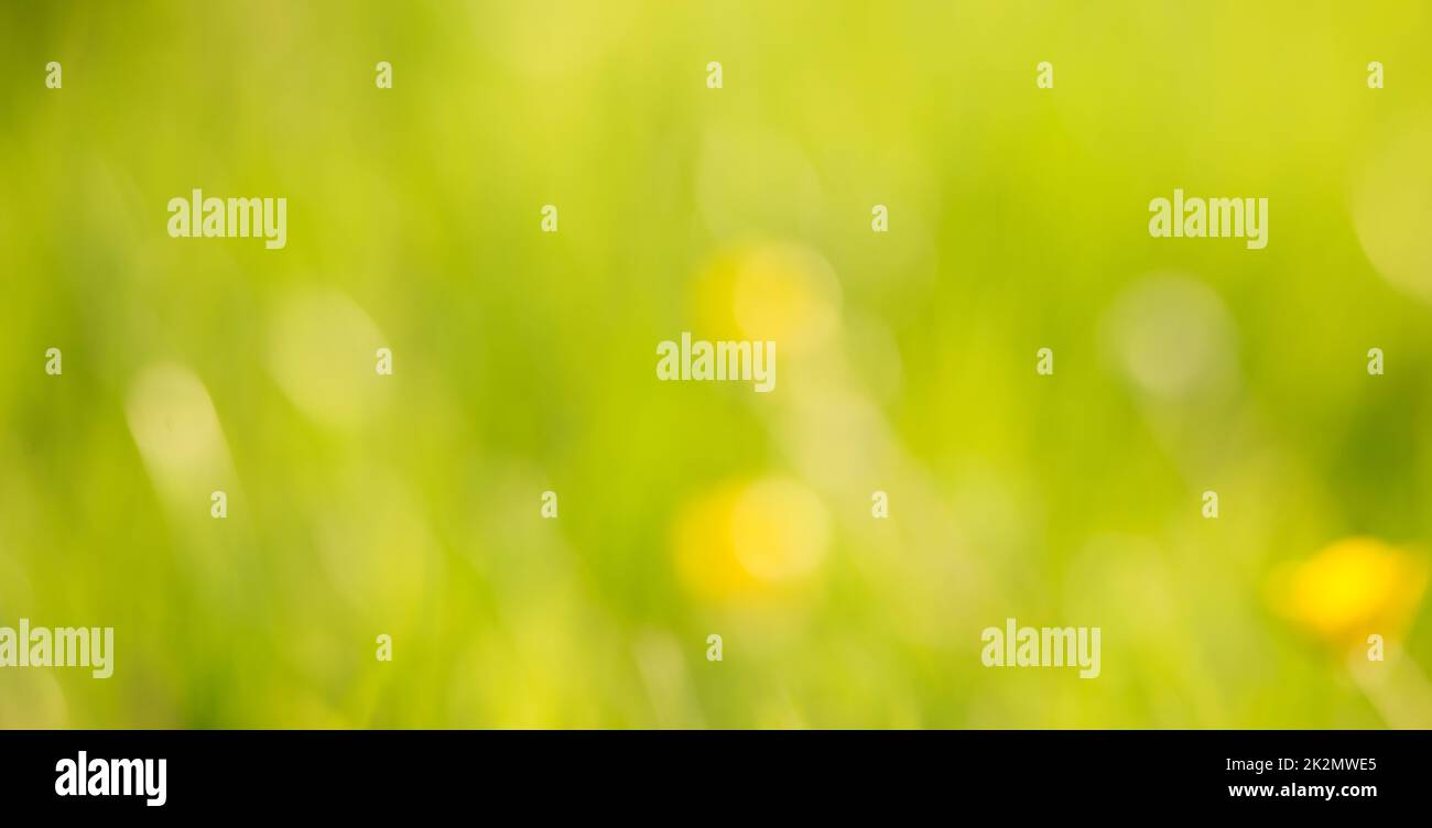 Weicher, verwischter gelb-grüner Hintergrund, Frühling- und Sommersaison, Pastellfarben, defokussierte abstrakte Textur, Grußkarte Stockfoto