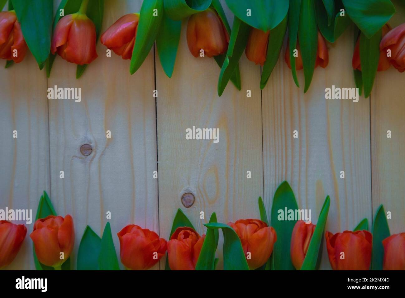 Pinke Tulpen mit grünen Blättern liegen in einer Reihe unten und oben auf einem Holzhintergrund mit einer Textstelle Stockfoto