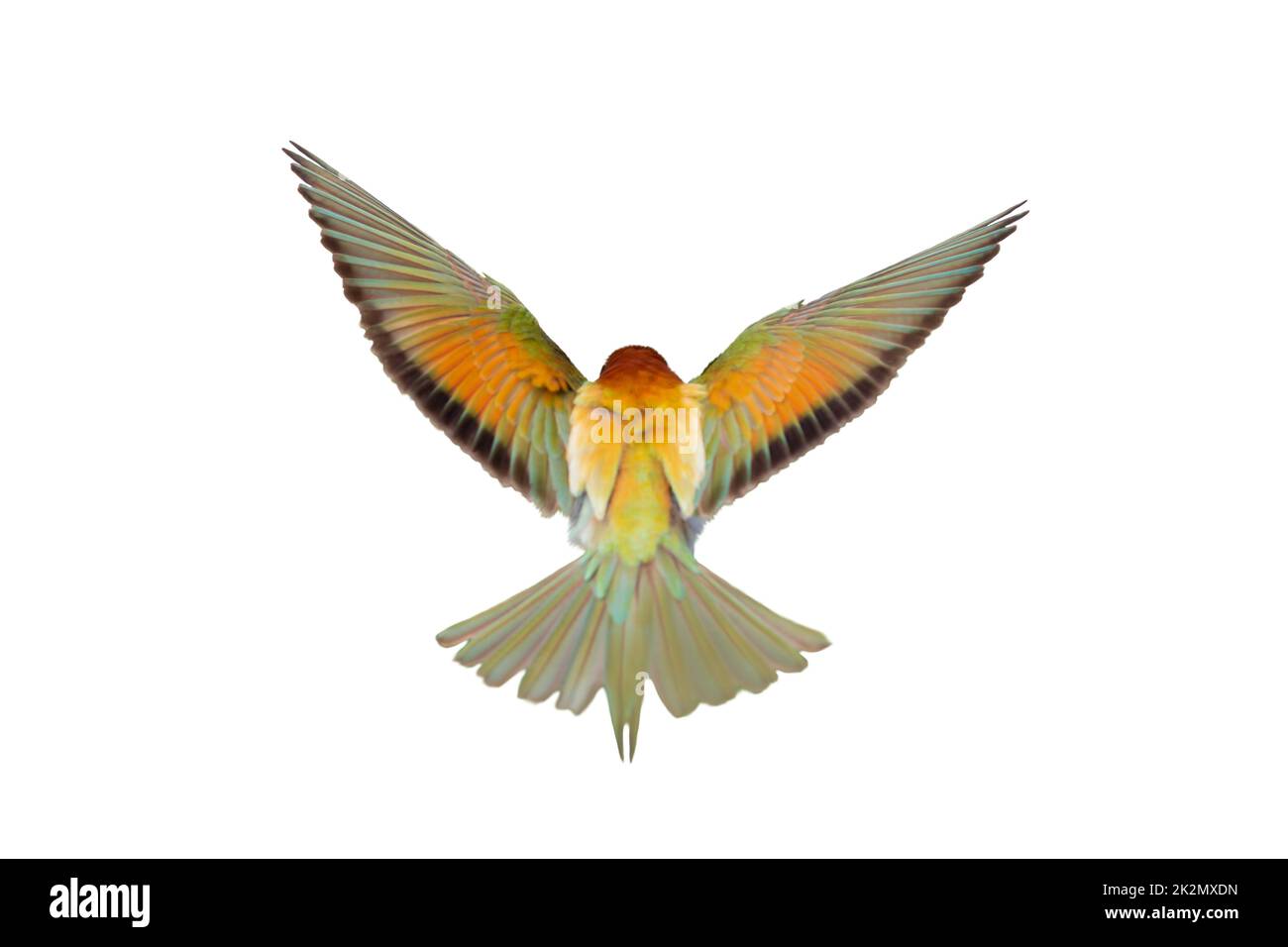 Bunte Vogel spreizte seine Flügel isoliert auf weiß Stockfoto