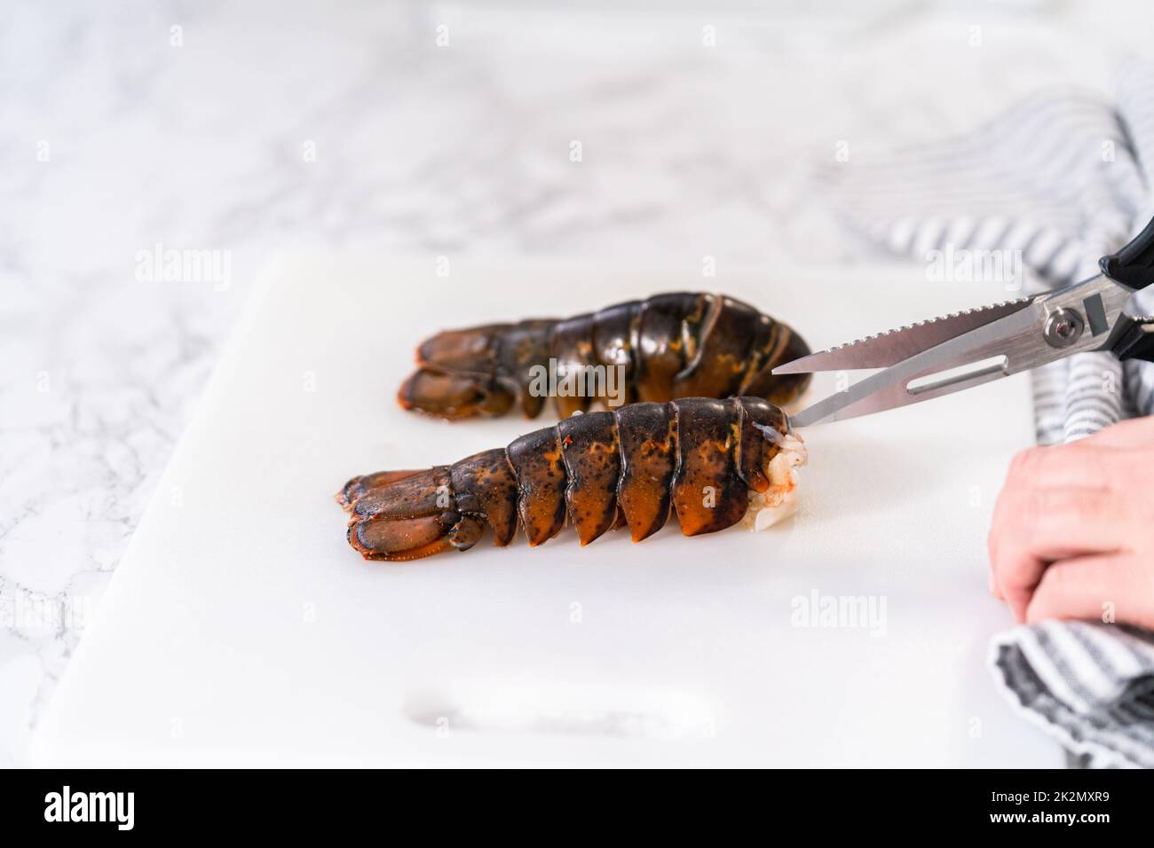 Schere schwanz -Fotos und -Bildmaterial in hoher Auflösung – Alamy