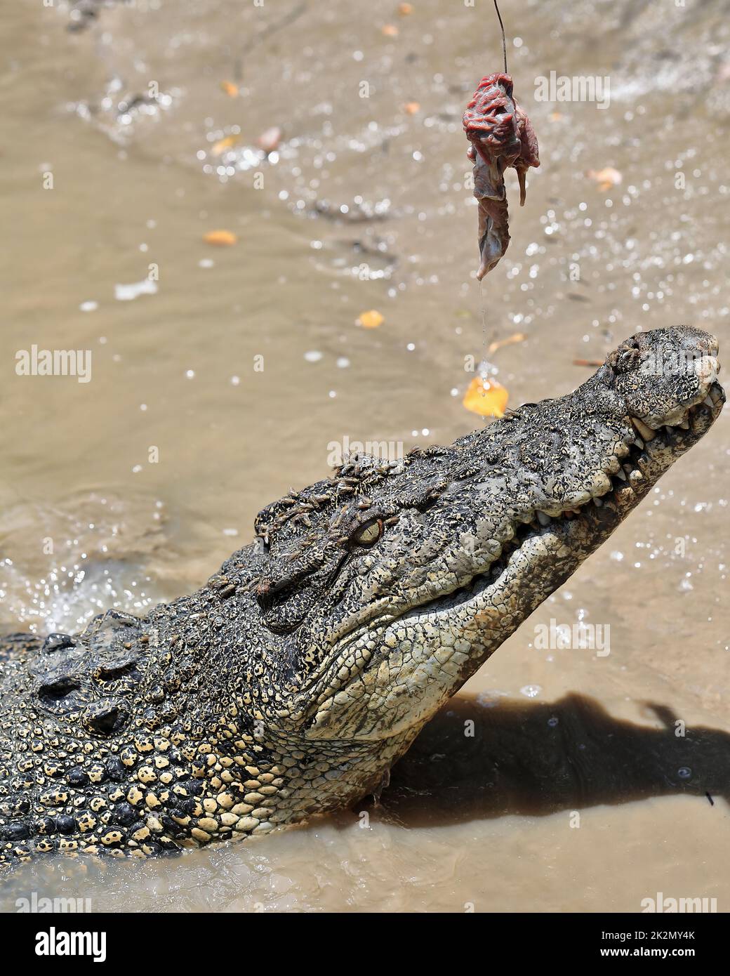 166 große Salzwasser Krokodil am Köder fangen. Adelaide River – Australien. Stockfoto