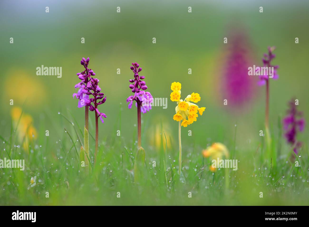 Blaue Metzgerorchidee Stockfoto