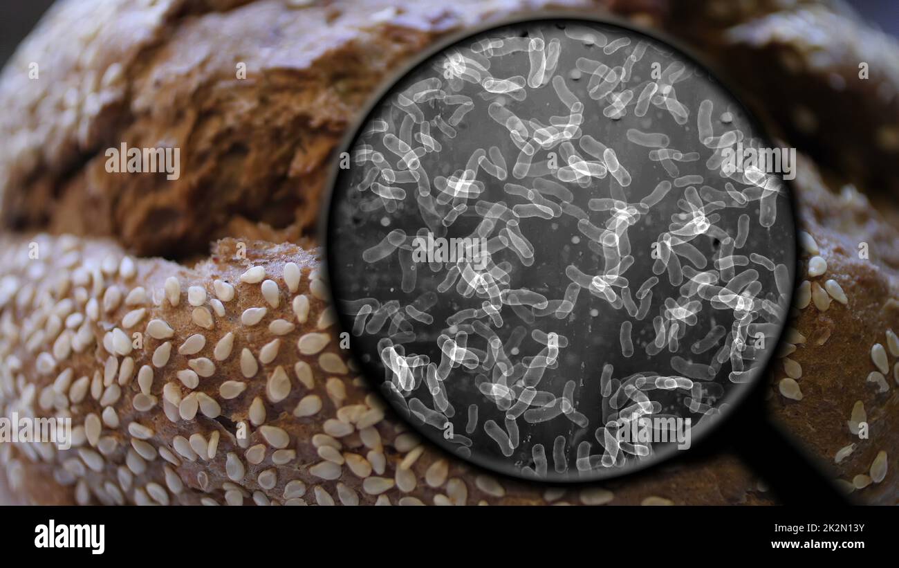 Auf Der Suche Nach Bakterien Im Brot Stockfoto