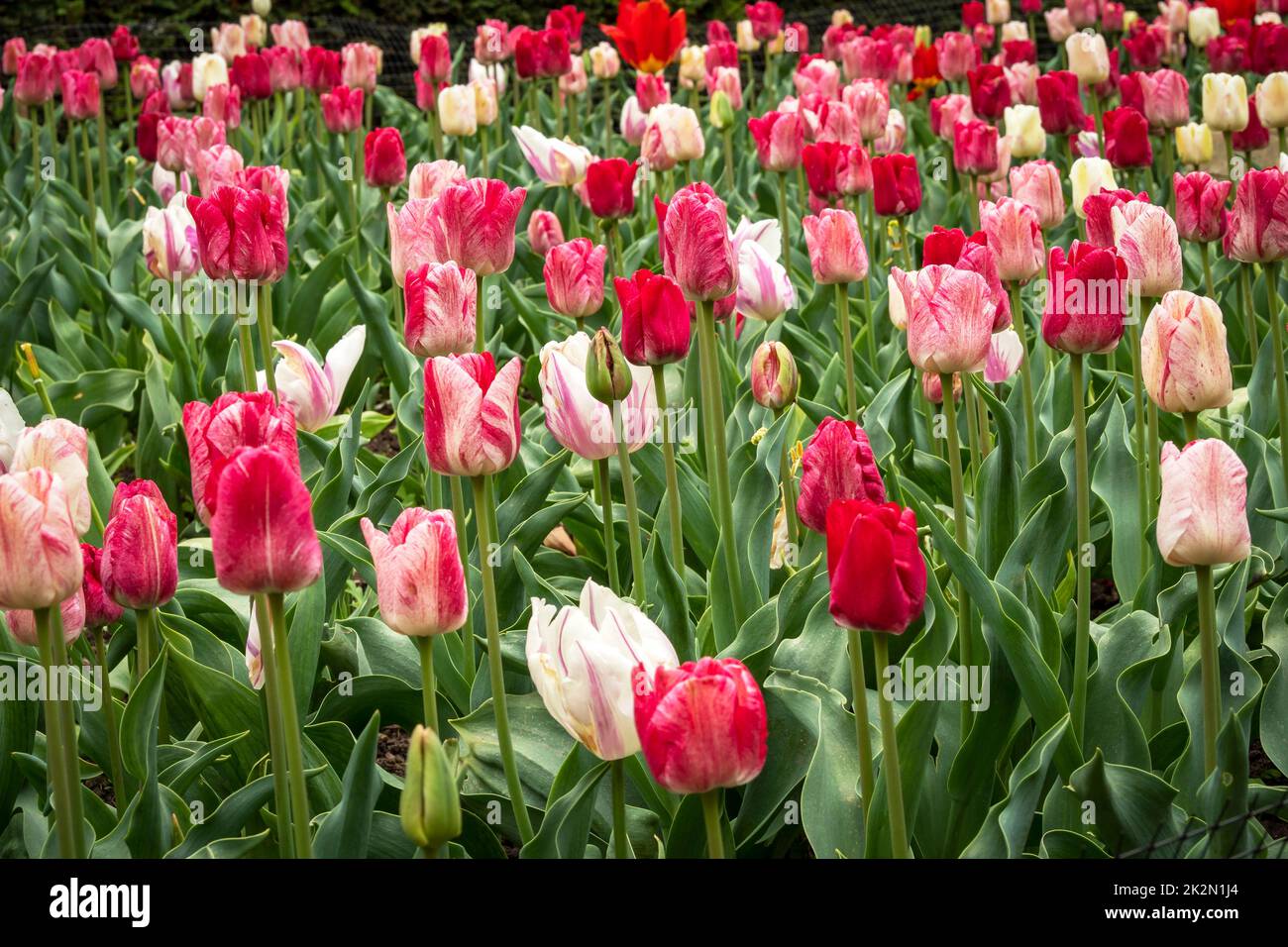 Gemischte Darstellung von Tulpen, die in einem Garten blühen Stockfoto