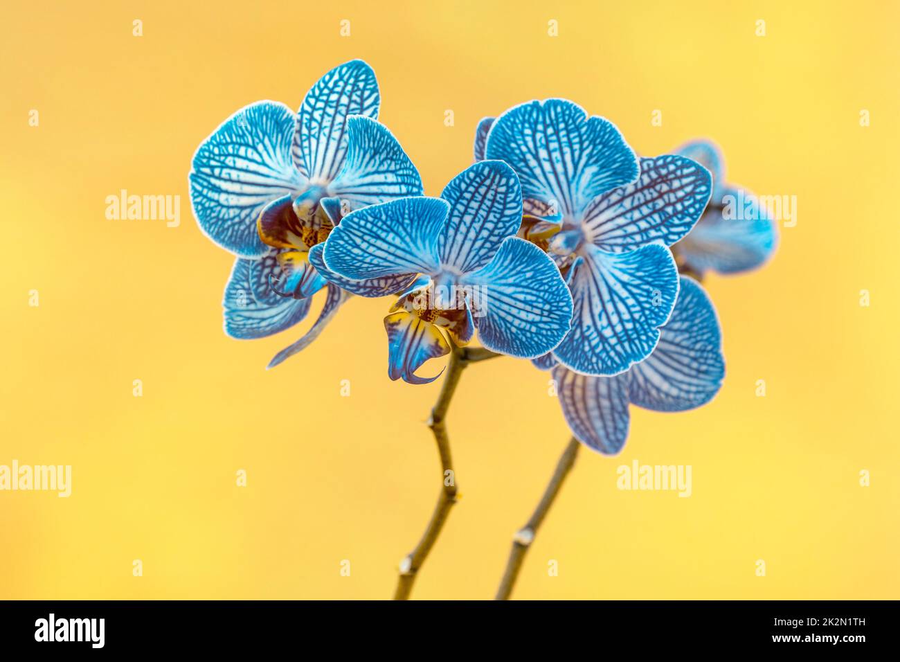 Schöne blaue Phalaenopsis Orchideenblume Stockfoto