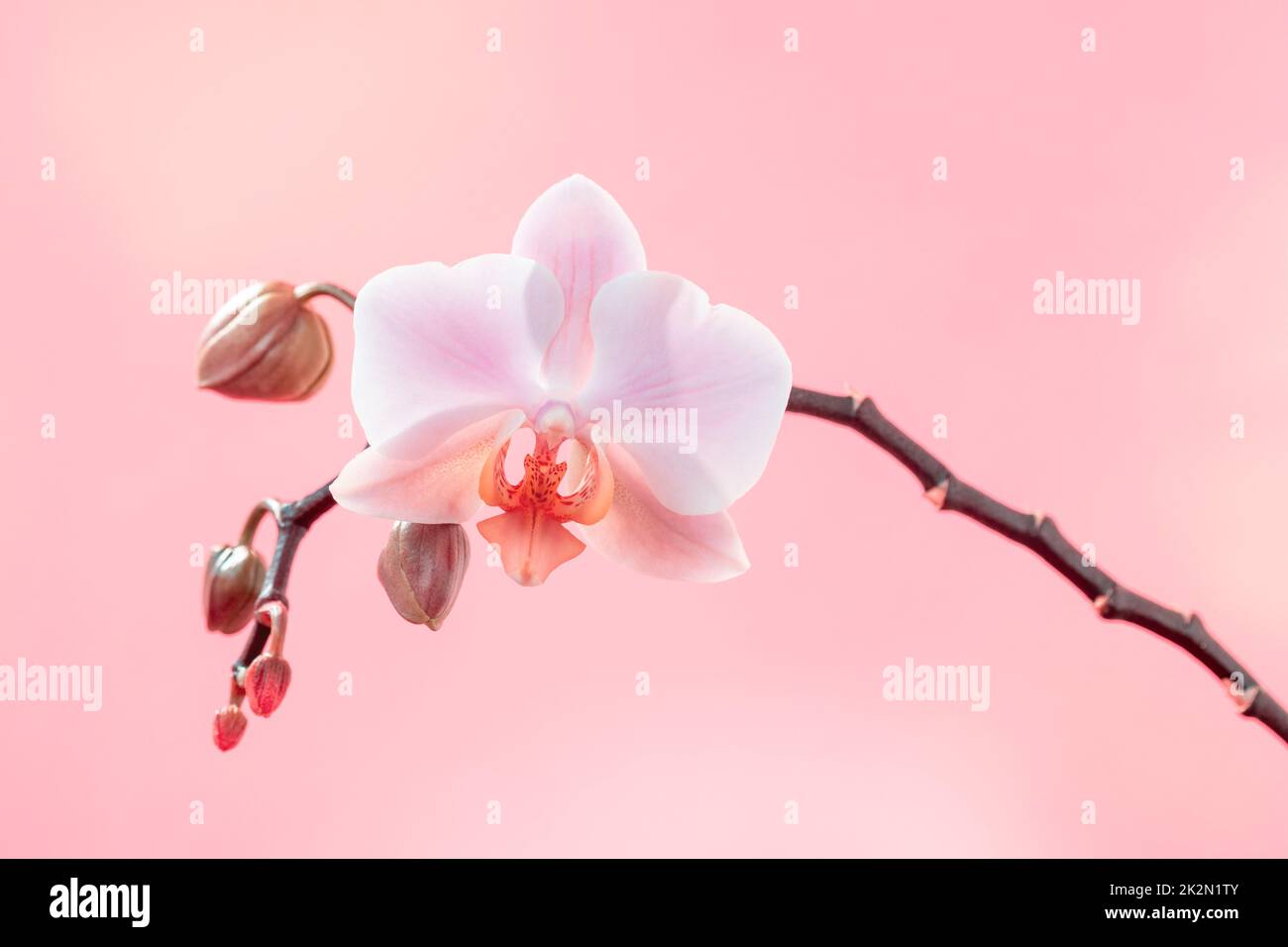 Zweig der Orchideenblüten auf einem hellrosa Hintergrund Stockfoto