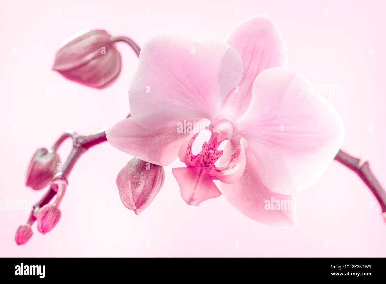 Violette Orchideenblüten auf einem hellrosa Hintergrund Stockfoto