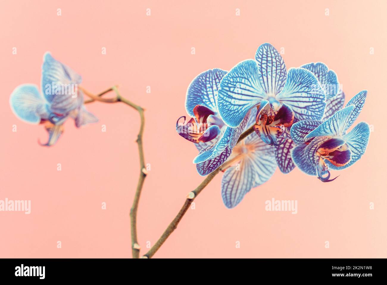 Schöne blaue Orchideenblüten Stockfoto