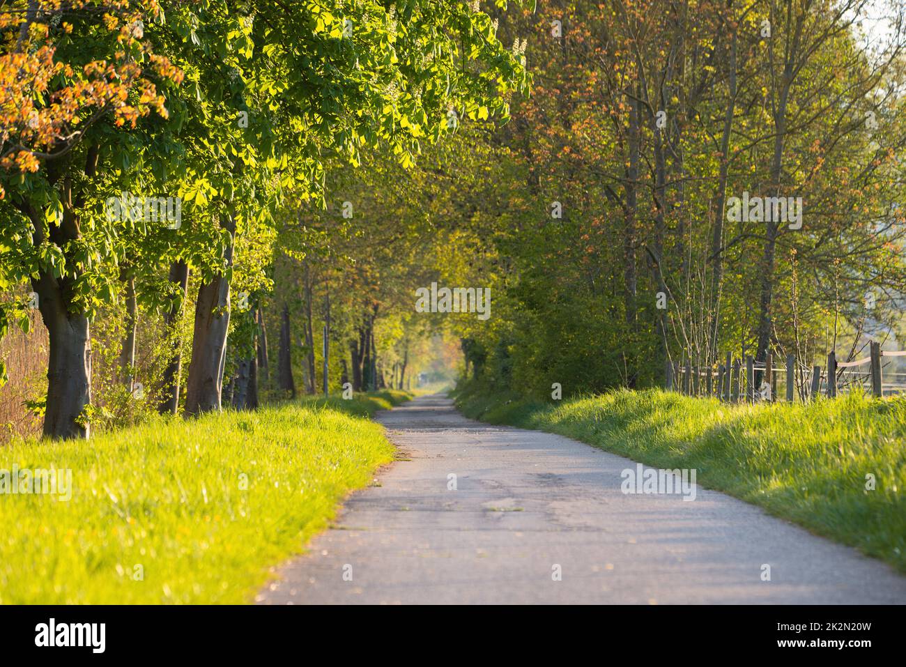 Weg durch die Gasse, Bäume im Sonnenlicht, Fußweg durch die Natur, Frühjahr- und Sommersaison, idyllische Gasse Stockfoto