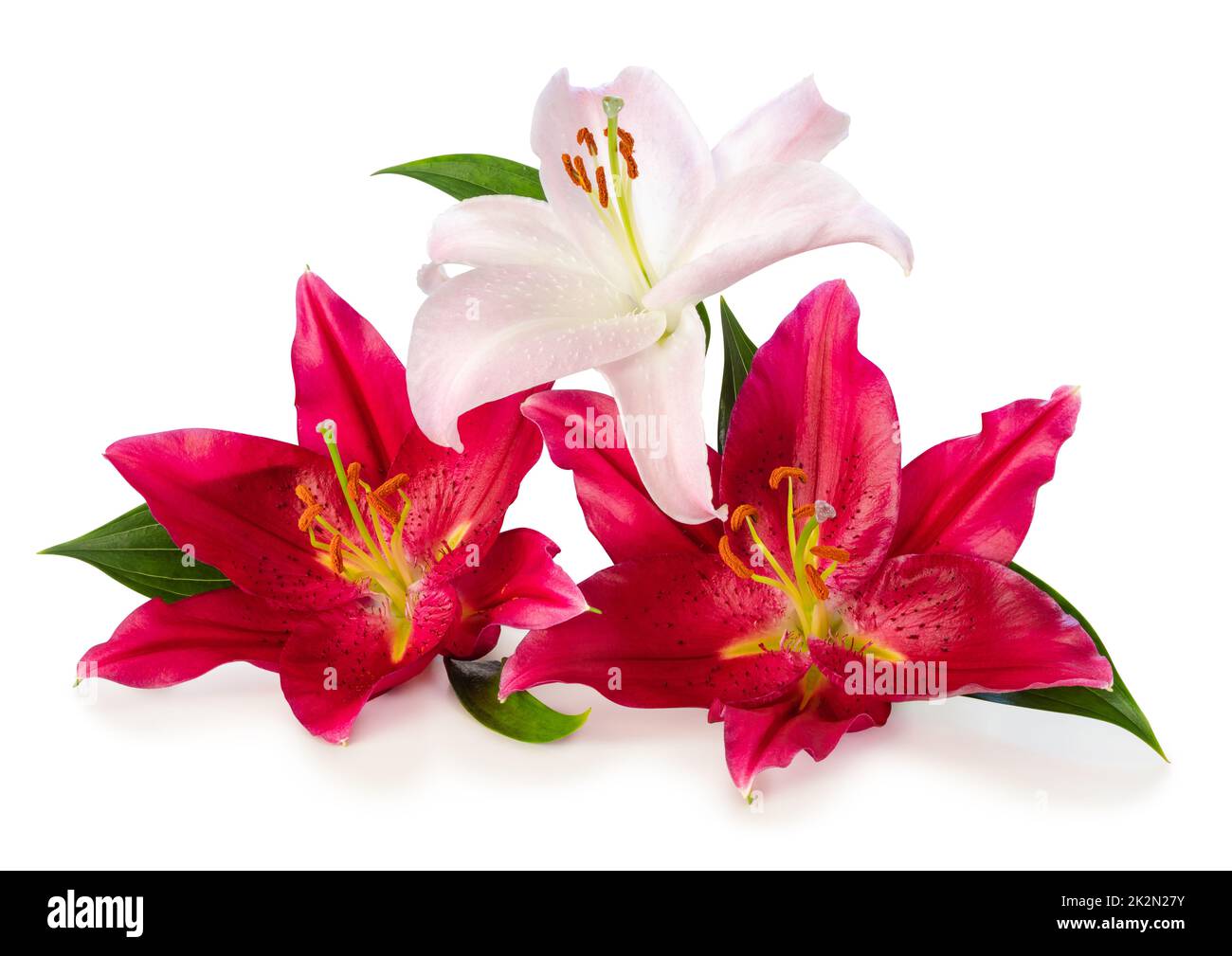 Drei wunderbare weiße und rote Lilien, isoliert auf weißem Hintergrund, einschließlich Schnittpfad ohne Schatten. Stockfoto