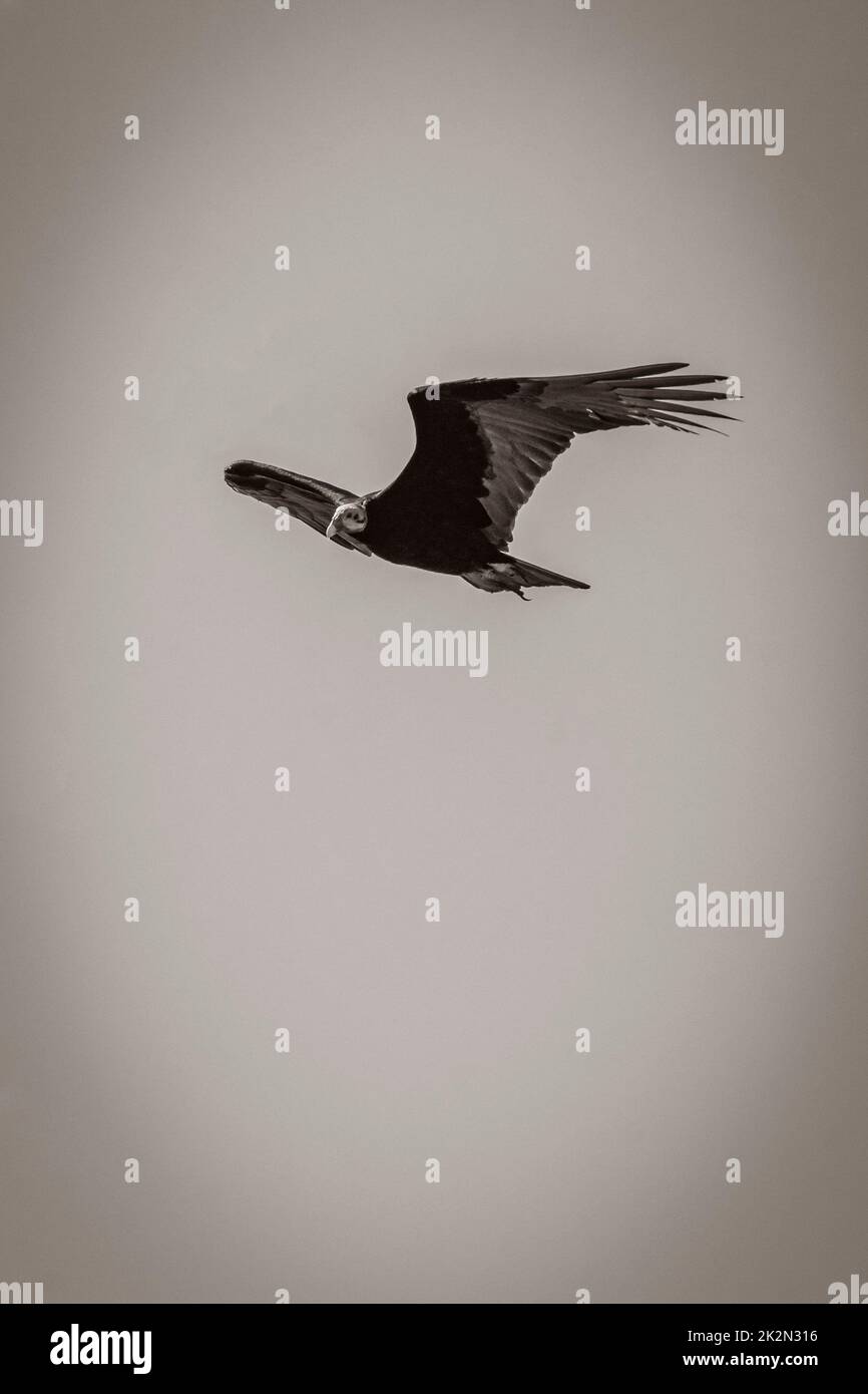 Tropical Black Turkey Vulture Cathartes Aura Aura blauer Himmel Mexiko. Stockfoto