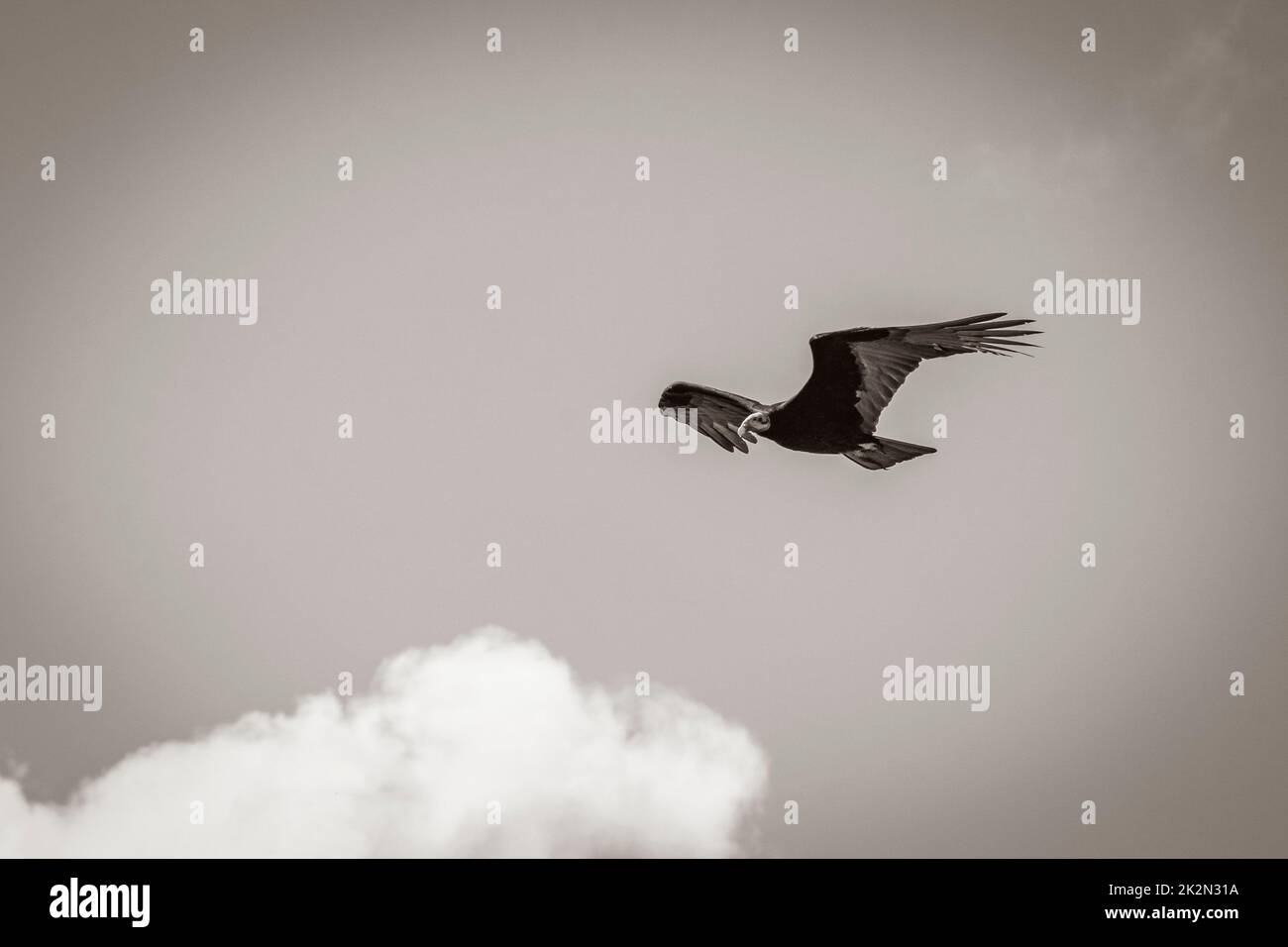 Tropical Black Turkey Vulture Cathartes Aura Aura blauer Himmel Mexiko. Stockfoto