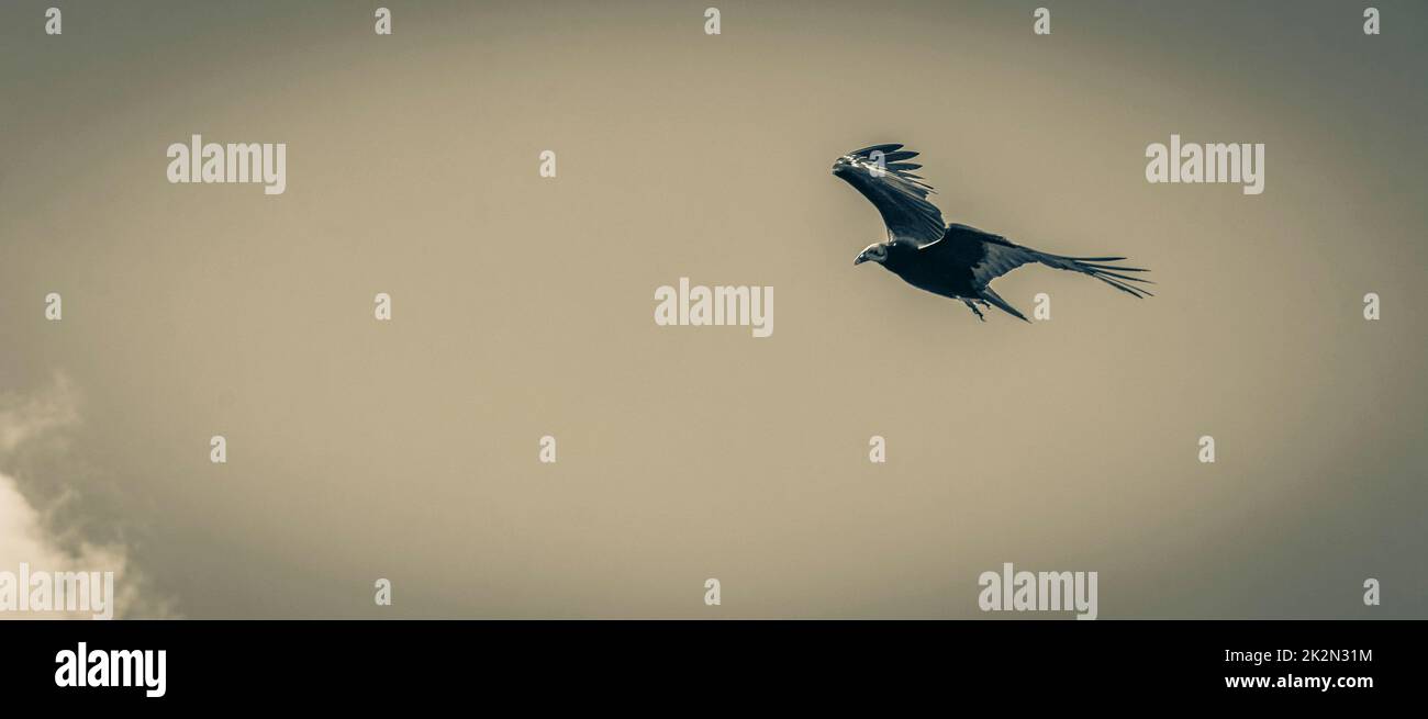 Tropical Black Turkey Vulture Cathartes Aura Aura blauer Himmel Mexiko. Stockfoto