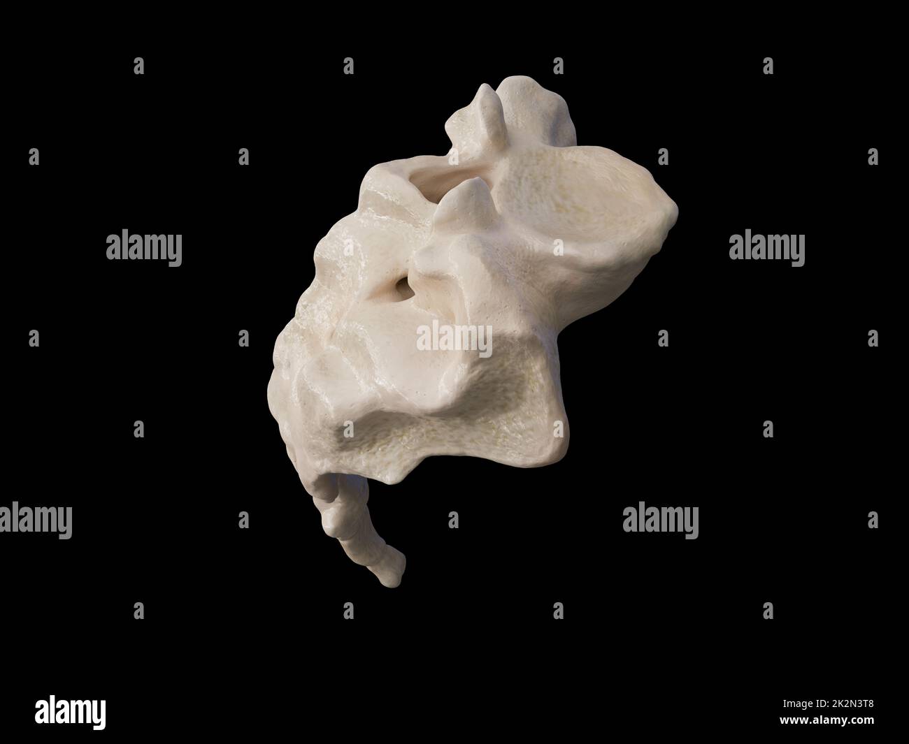 3D-Darstellung des Kreuzbeins, Darstellung des menschlichen Skeletts. Die Kreuzbeinanatomie. Symbol Stockfoto