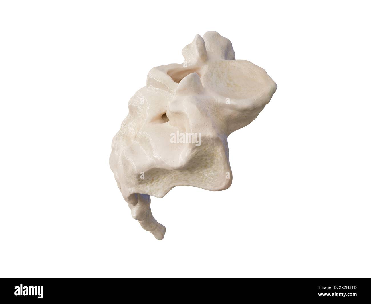3D-Darstellung des Kreuzbeins, Darstellung des menschlichen Skeletts. Die Kreuzbeinanatomie. Symbol Stockfoto