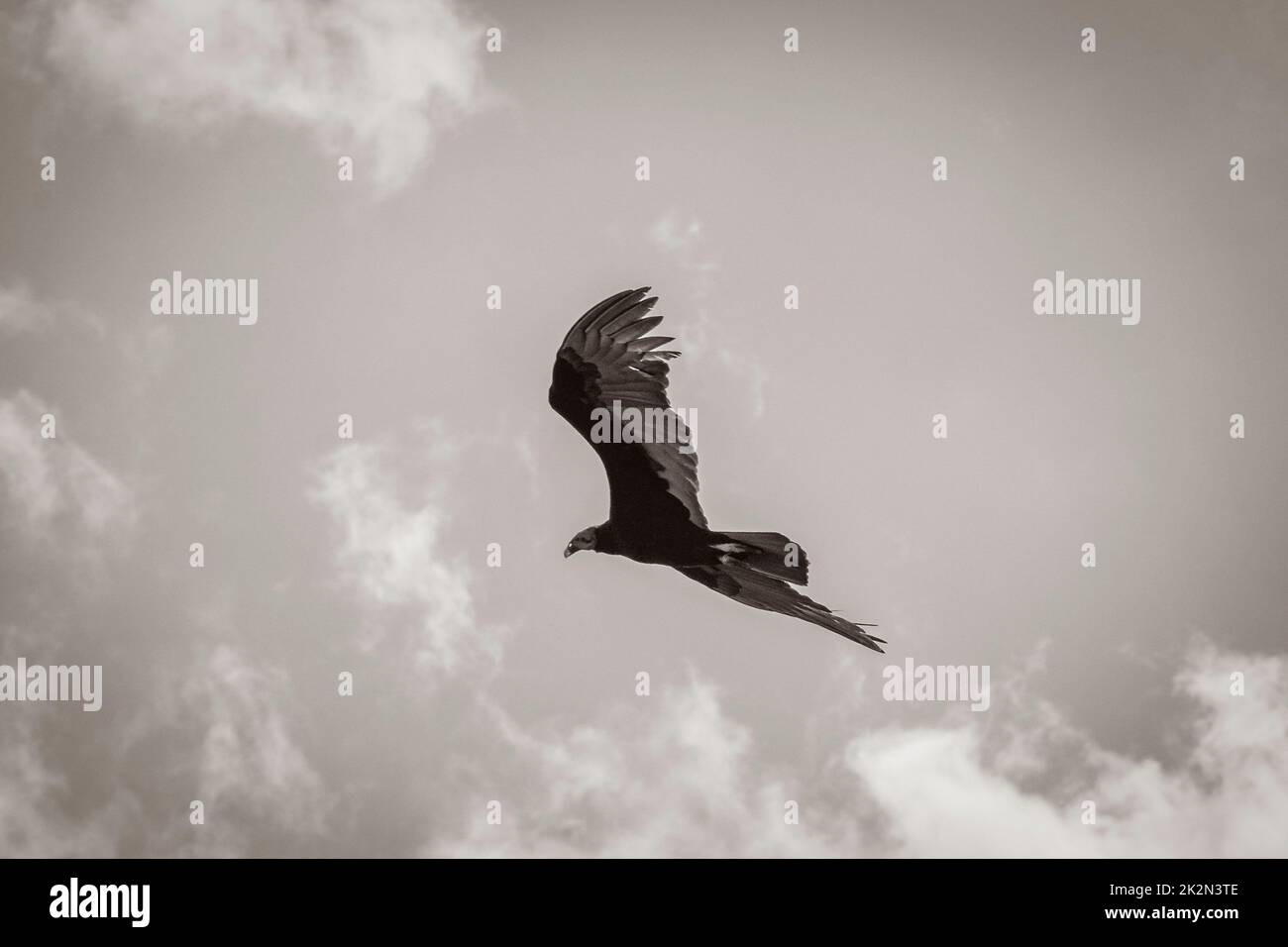 Tropical Black Turkey Vulture Cathartes Aura Aura blauer Himmel Mexiko. Stockfoto