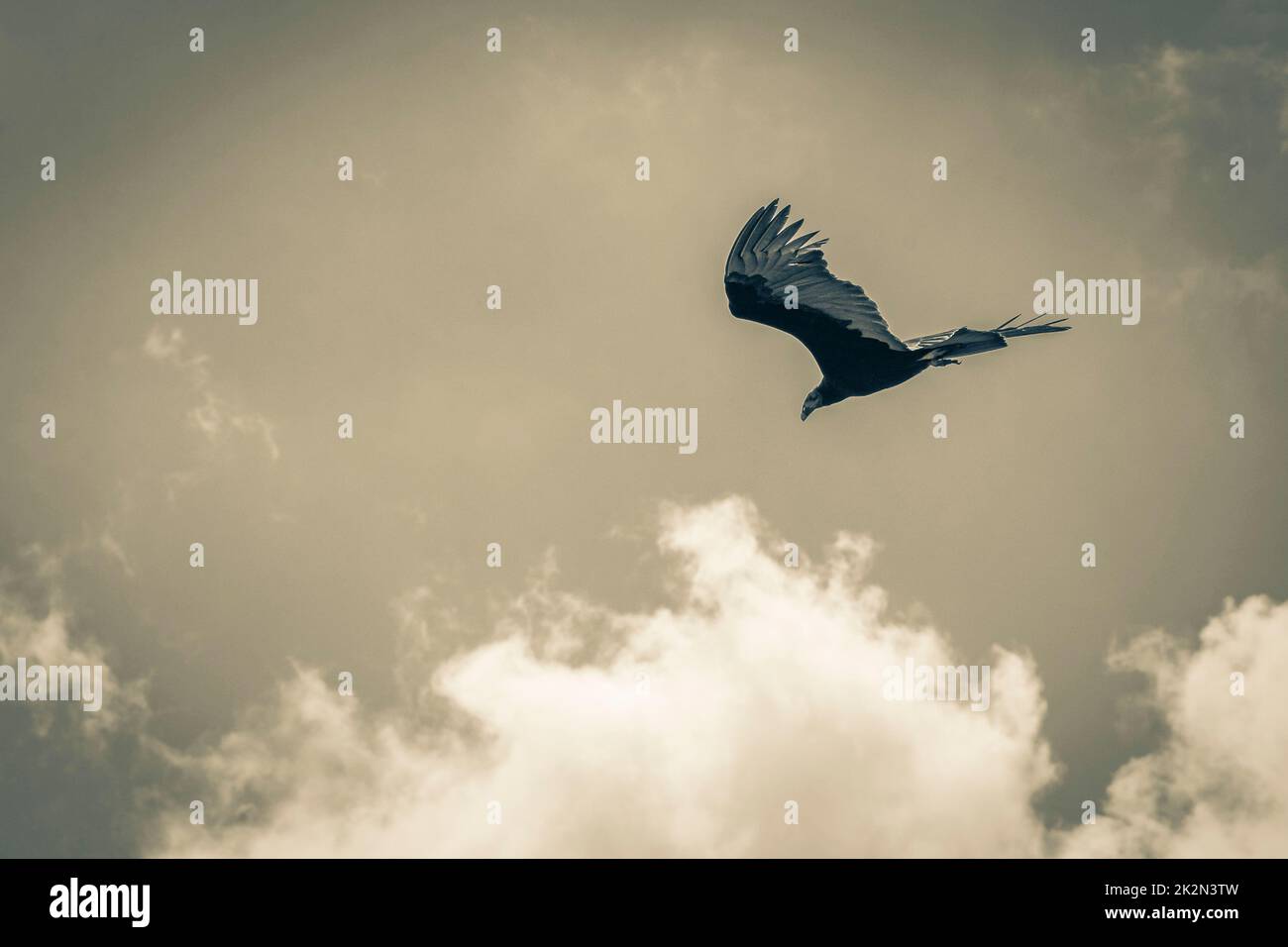 Tropical Black Turkey Vulture Cathartes Aura Aura blauer Himmel Mexiko. Stockfoto