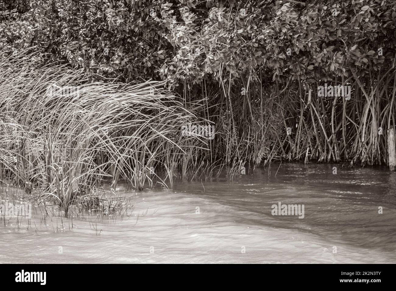 Muyil Lagoon Panoramablick auf die Landschaft Natur Mangrovenbäume Mexiko. Stockfoto