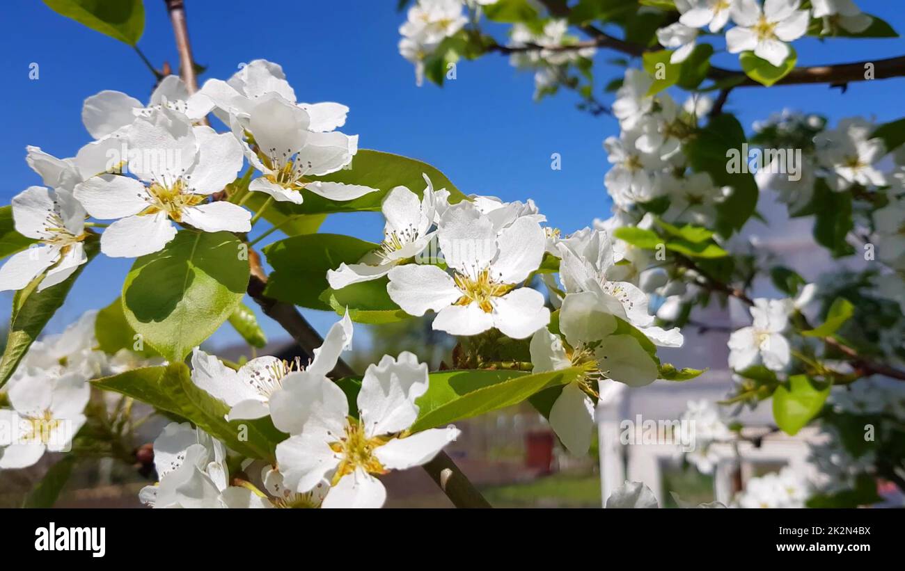 Ein blühender Apfel- oder Birnenbaum vor einem klaren blauen Himmel. Ein Ast mit weißen, zarten Blumen. Das Konzept der Frühlingsblüte Stockfoto