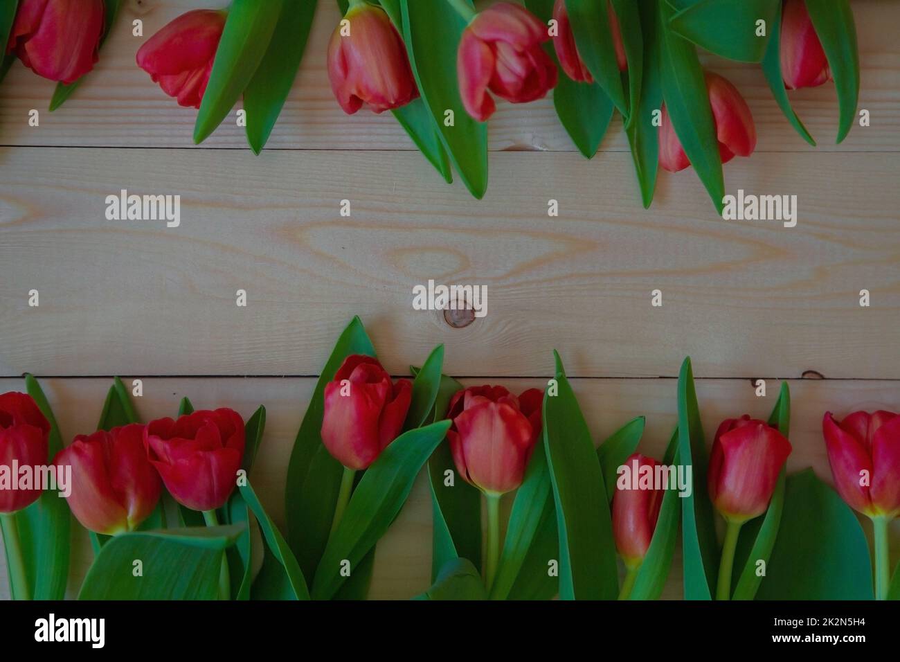 Pinke Tulpen mit grünen Blättern liegen in einer Reihe unten und oben auf einem Holzhintergrund mit einer Textstelle Stockfoto