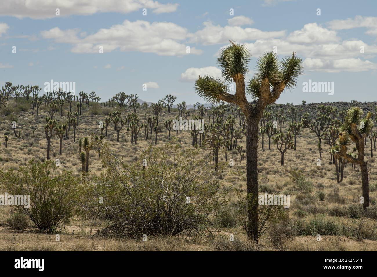 Joshua Tree Nationalpark Stockfoto