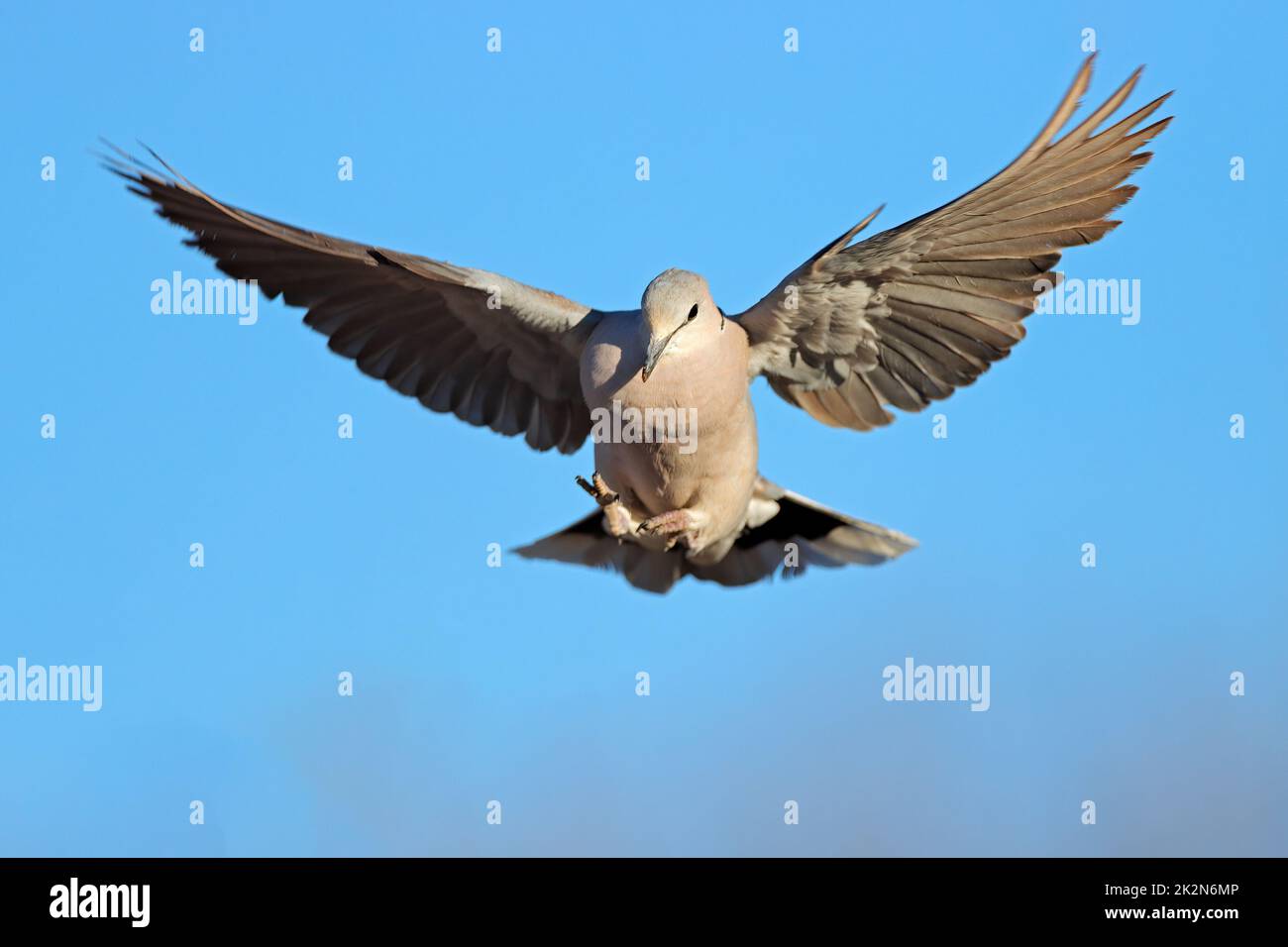 Kapschildkrötentaube im Flug Stockfoto