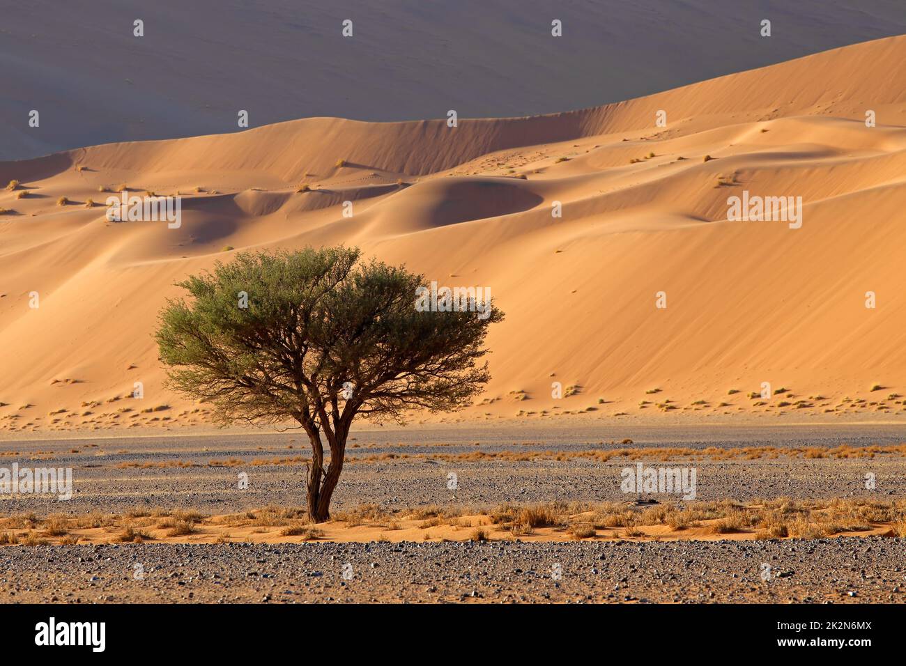 Wüstenlandschaft mit Baum - Namibia Stockfoto