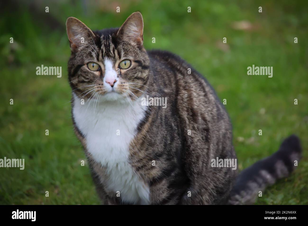 Porträt einer frei herumstreifenden Tabby-Katze im Dorf. Stockfoto