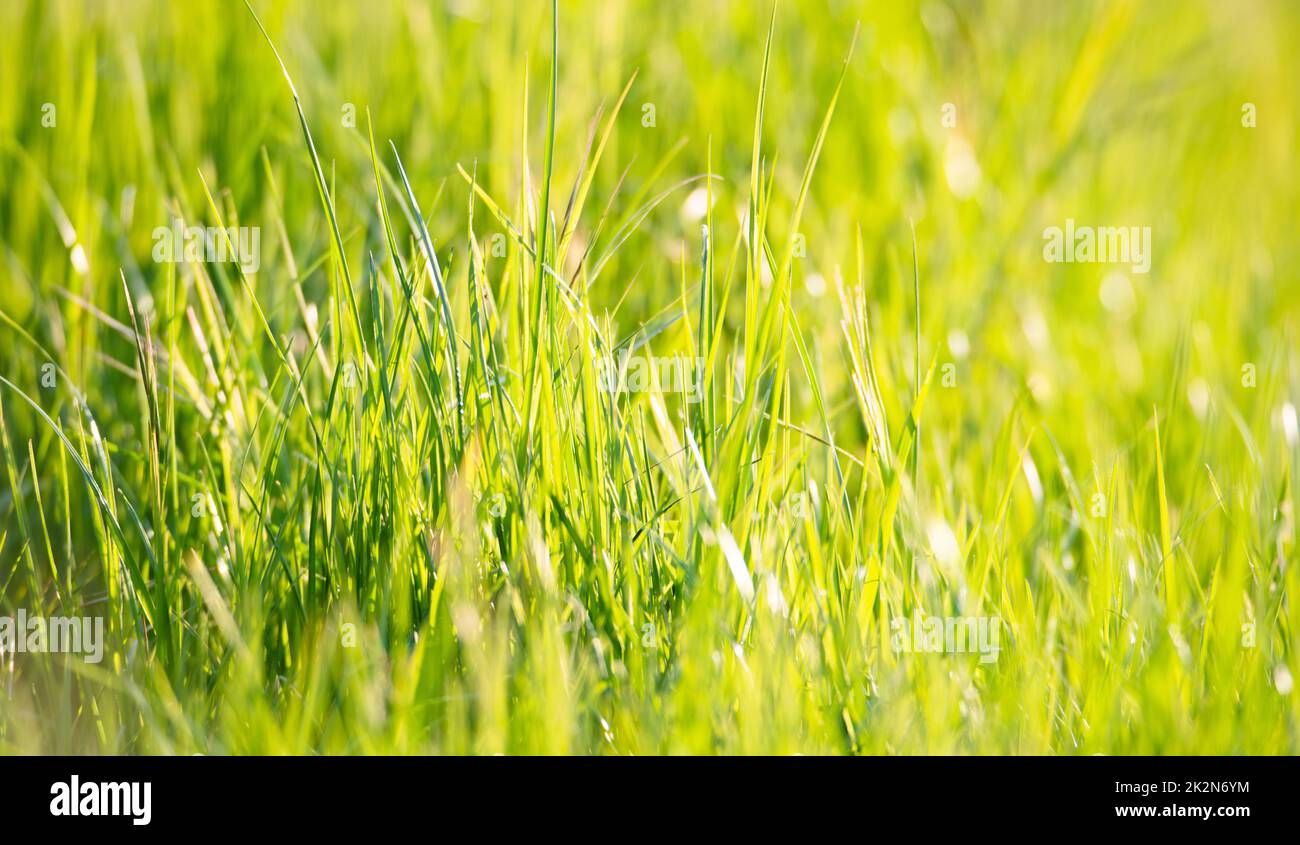 Sonnenlicht scheint durch das Grasland, Wiese im Sonnenschein, Landwirtschaft am Land, ländliche Szenerie, Frühling und Sommer Stockfoto