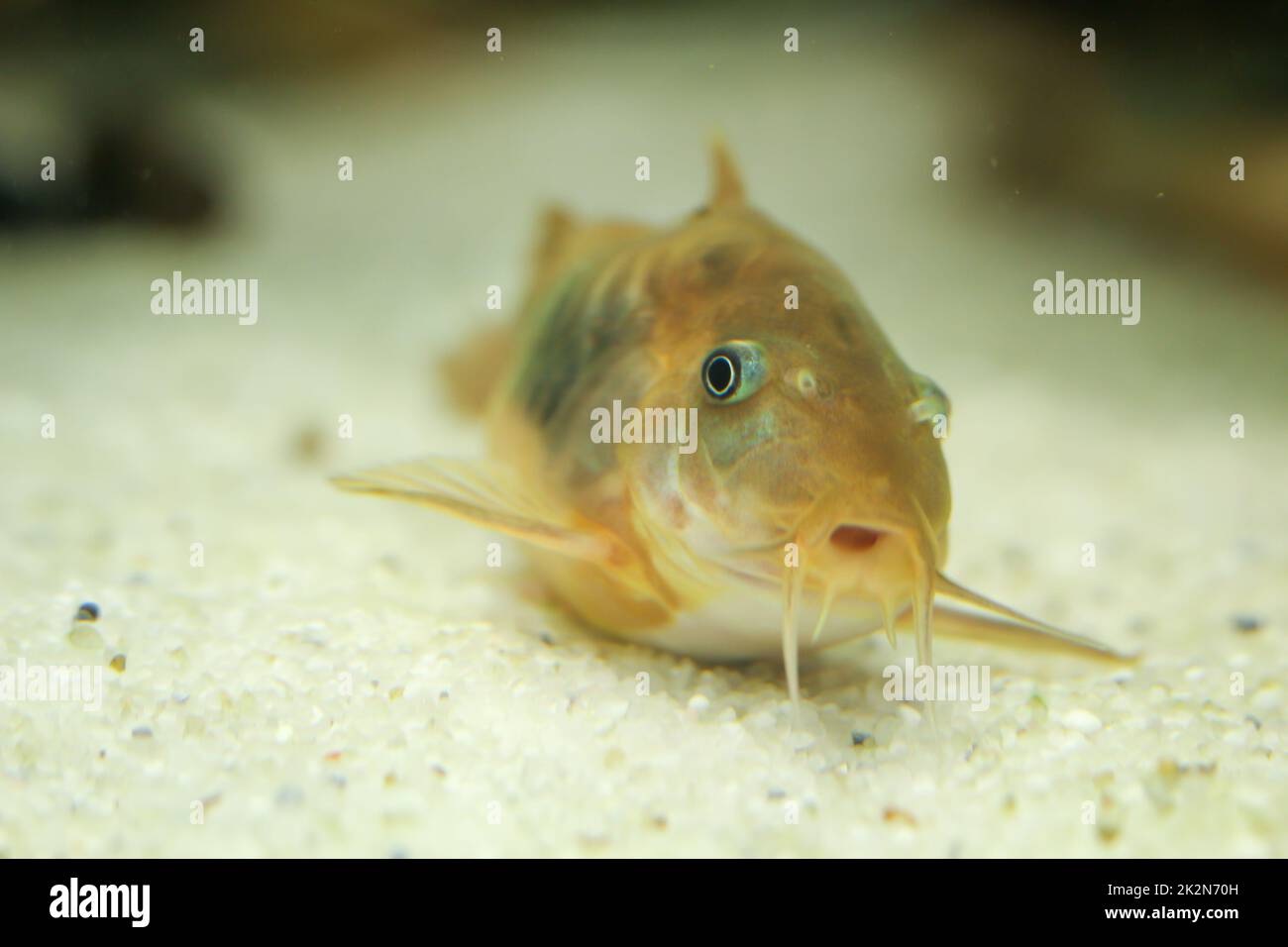 Ein gepanzerter Wels aus Metall auf dem Grund eines Aquariums. Stockfoto