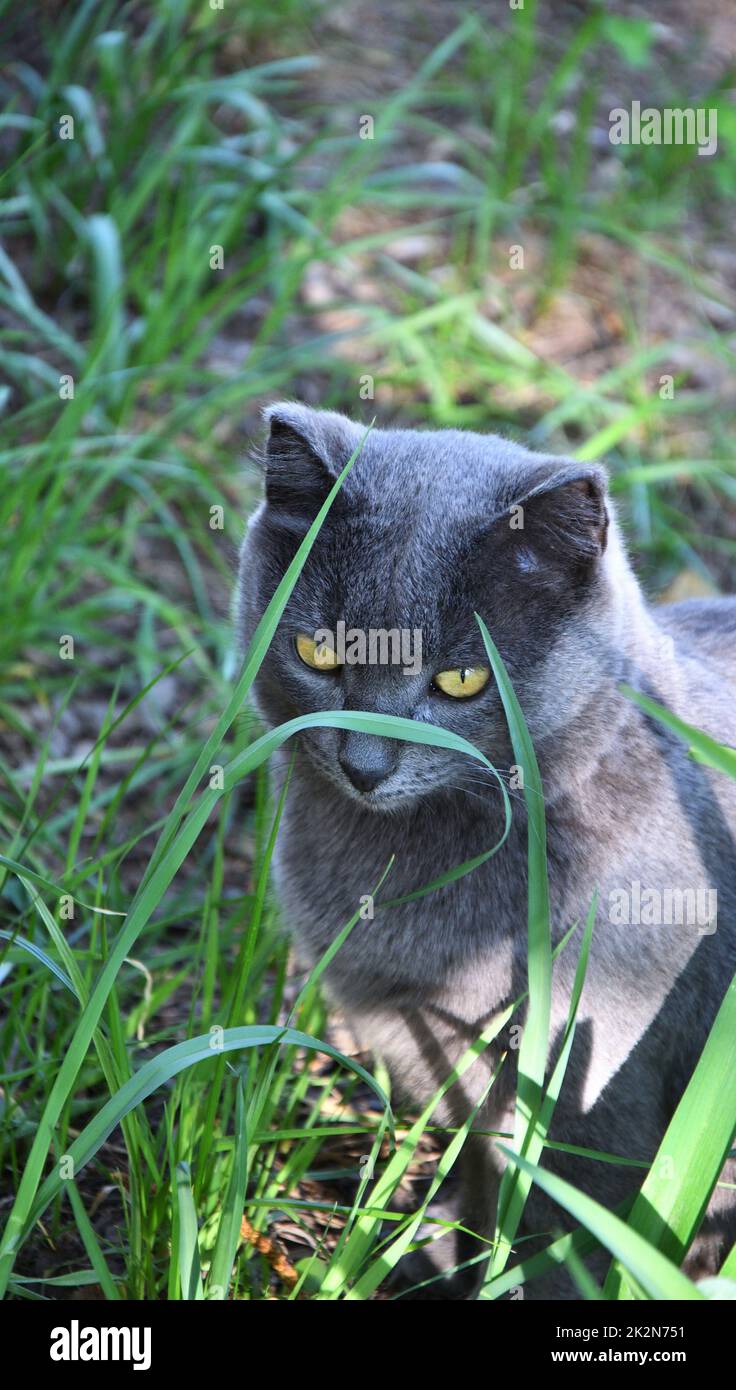 Eine Katze der Chartreuse-Rasse oder eine kartesische Katze Stockfoto