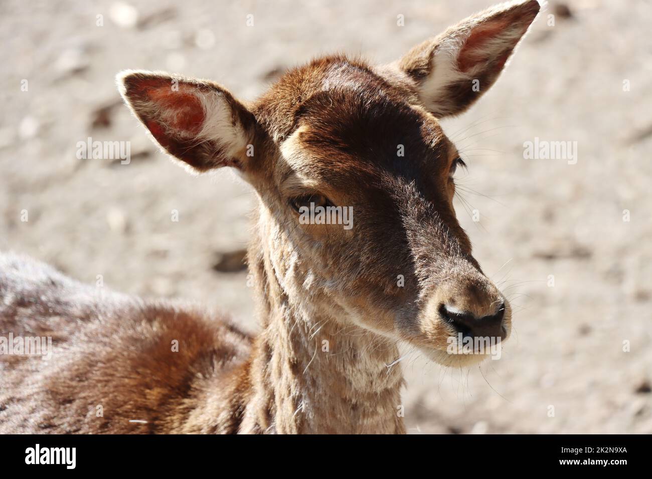 Mufflon (Ovis gmelini musimon) im Wildgehege Stockfoto