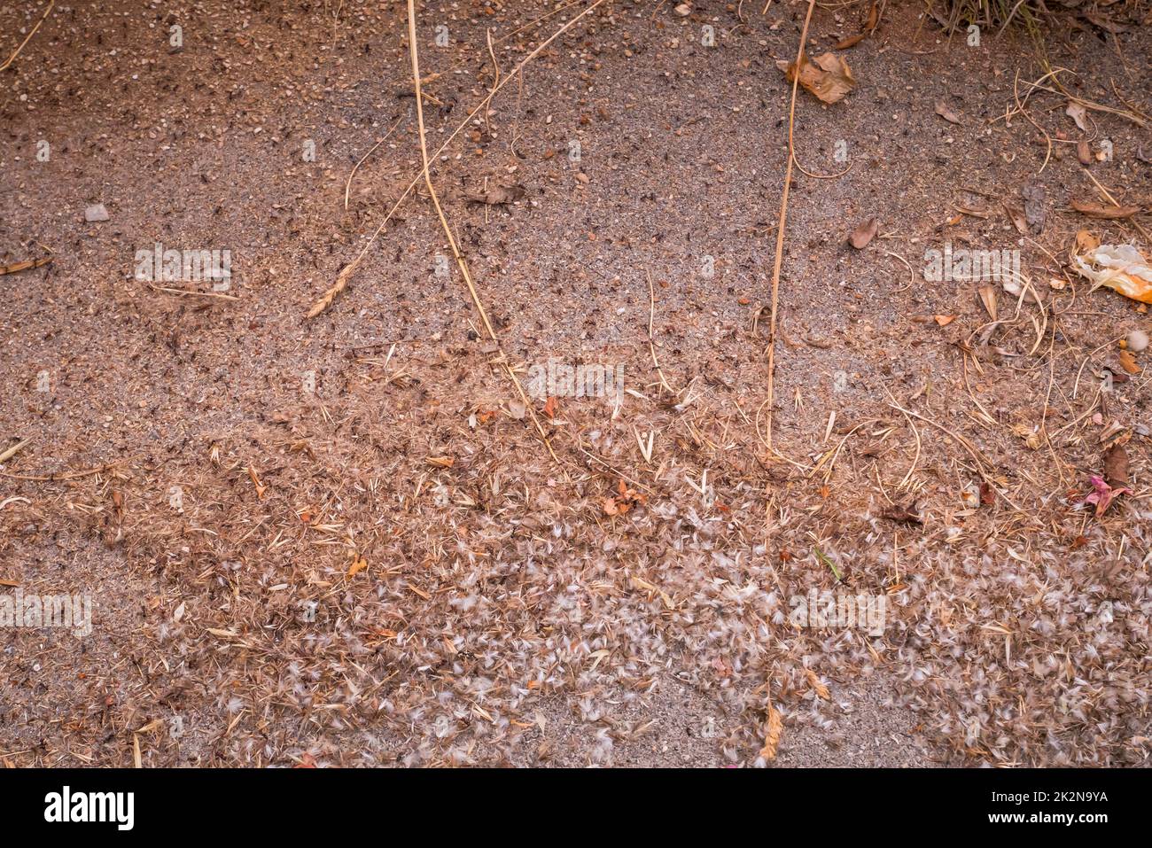 Viele kleine Ameisen auf dem Boden Stockfoto