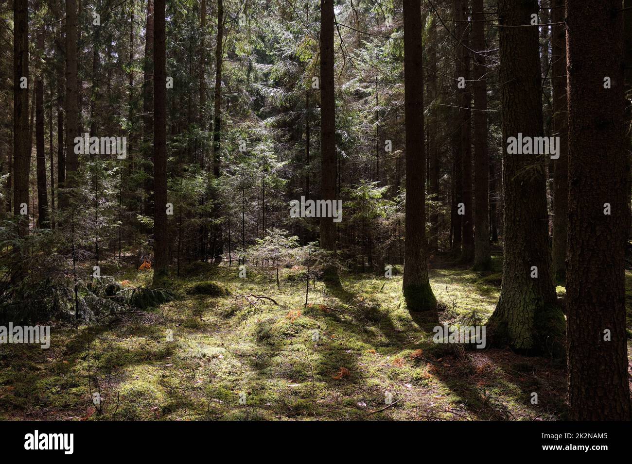 Frühlingszeit Nadelholzstangen in der Sonne Stockfoto