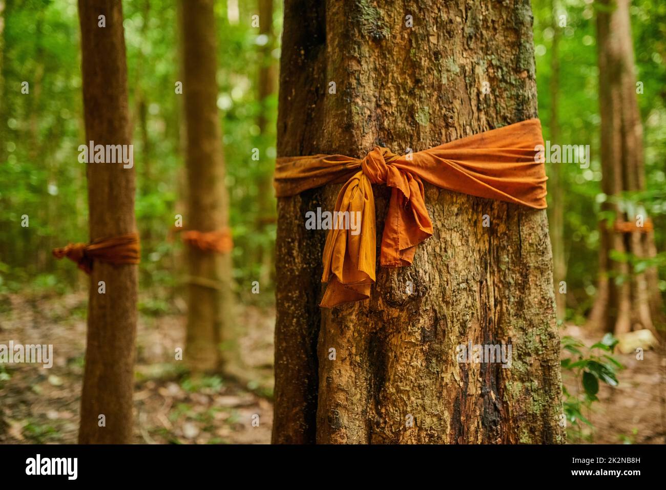 Erstens, schadet nicht. Schoss einen Wald aus Bäumen mit orangefarbenem Stoff, der um ihre Stämme gebunden war. Stockfoto