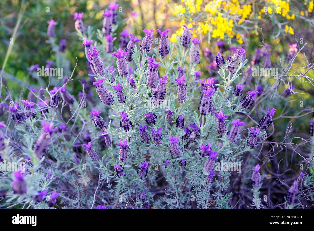 Spanischer Lavendel (Lavandula stoechas). Provinz Malaga, Andalusien, Spanien. Stockfoto